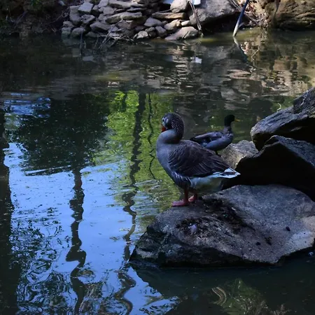 Quinta Sul America 乡村民宿 *