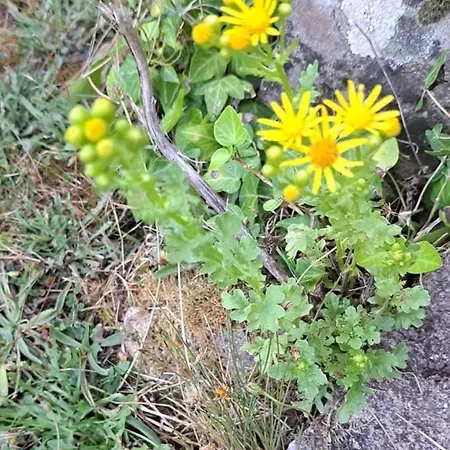 Quinta Sul America 莫伊门塔达贝拉