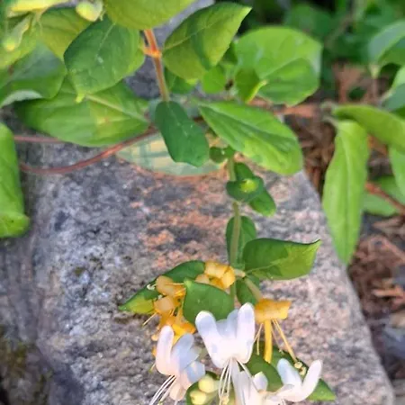 Quinta Sul America * Моймента-да-Бейра