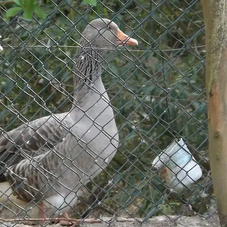 Quinta Sul America 乡村民宿 莫伊门塔达贝拉