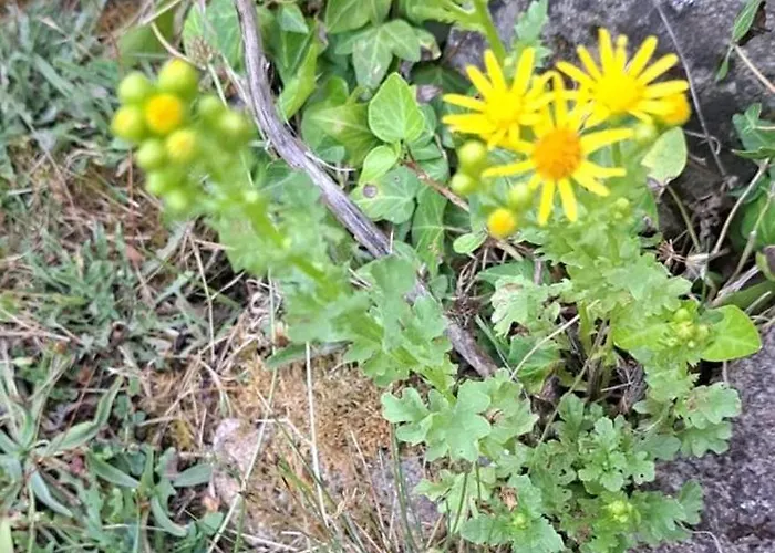 Quinta Sul America Moimenta da Beira