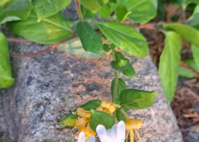 Quinta Sul America * Moimenta da Beira